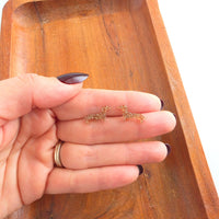 Dainty Dachshund Studs - Brown Glitter